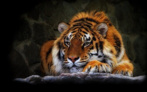 cats1 0279