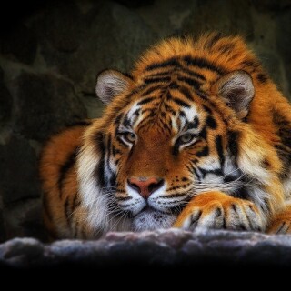 cats1_0279
