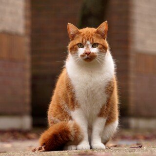 cats1_0280