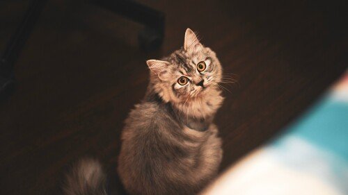 cats1 0281