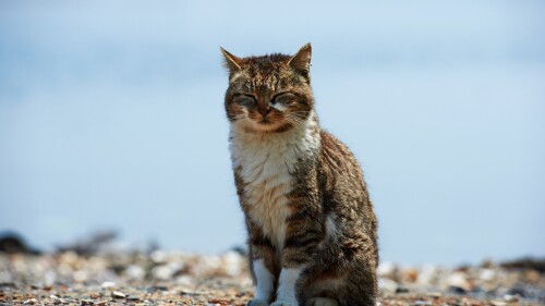 cats1 0300