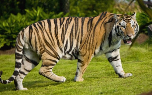 cats1 0309