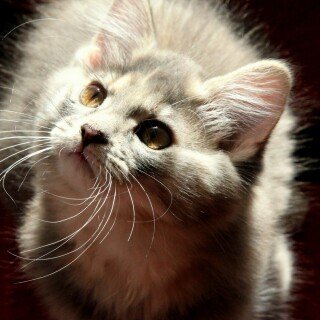 cats1_0316