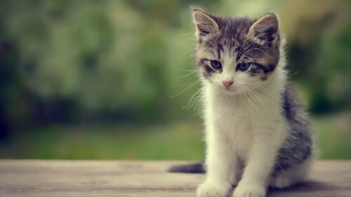cats1 0317