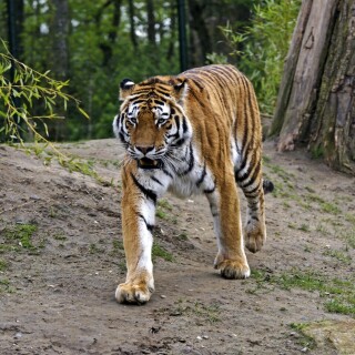 cats1_0318