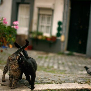 cats1_0319