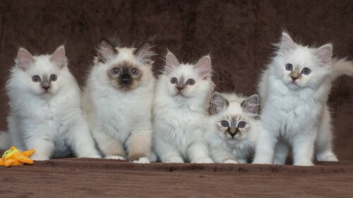cats1_0320.jpg