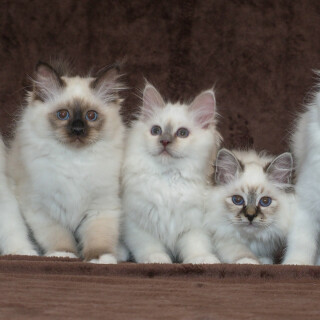cats1_0320