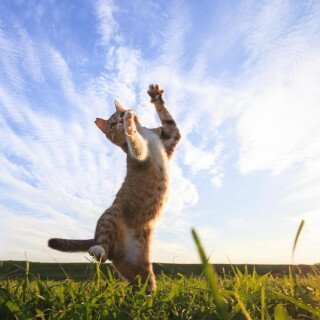 cats1_0326