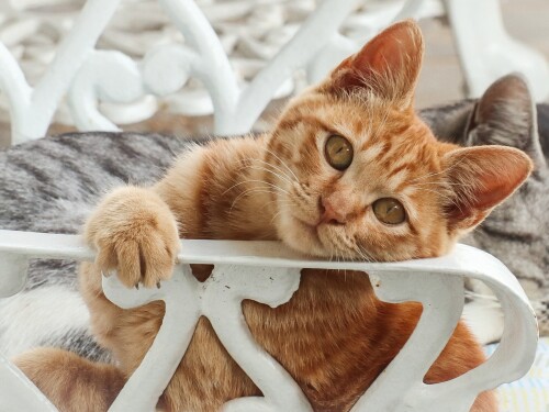 cats1_0338.jpg