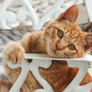 cats1_0338