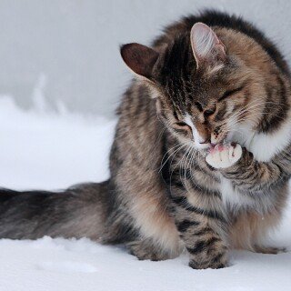 cats1_0341