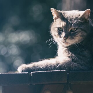 cats1_0345