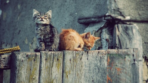 cats1 0346