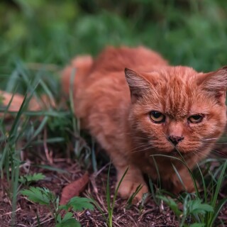 cats1_0347