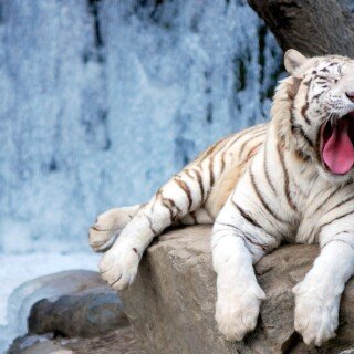 cats1_0355