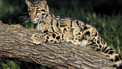 cats1 0357