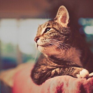 cats1_0359