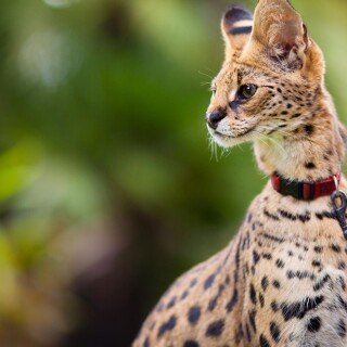 cats1_0367