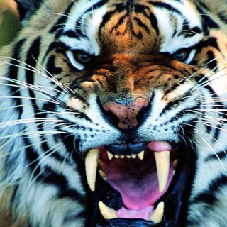 cats1_0370