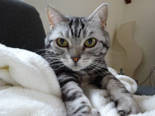 cats1 0372