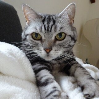 cats1_0372