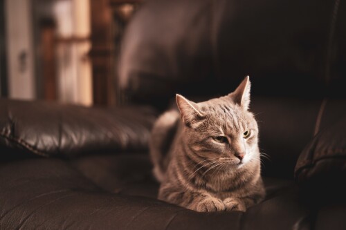 cats1 0379