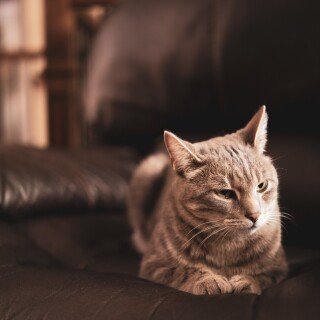 cats1_0379