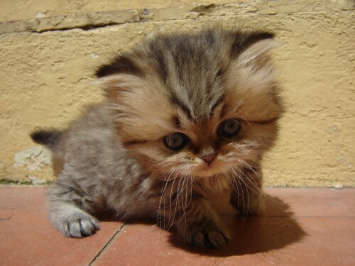 cats1 0380