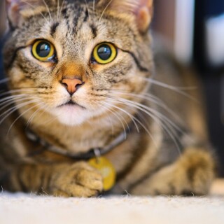 cats1_0381