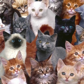 cats1_0383