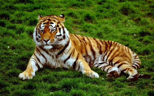 cats1 0386