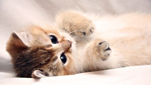 cats1_0388.jpg