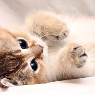 cats1_0388