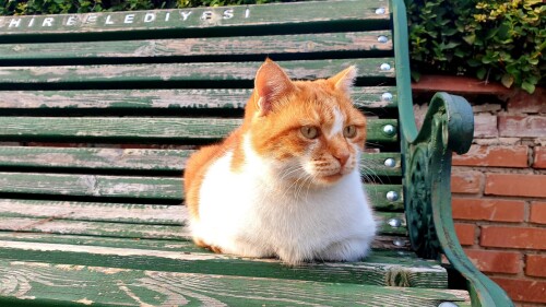 cats1 0390