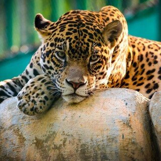 cats1_0393