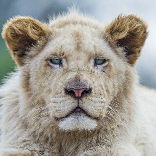 cats1_0395