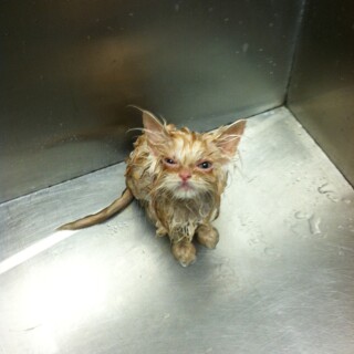 cats1_0398