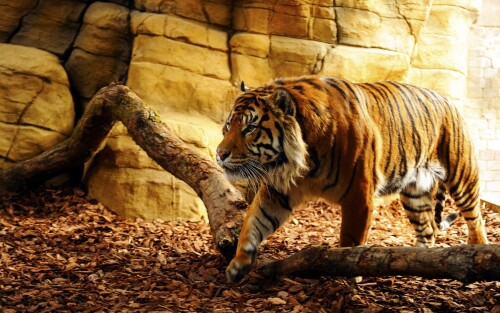 cats1 0405