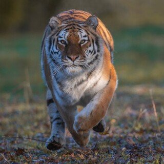 cats1_0412