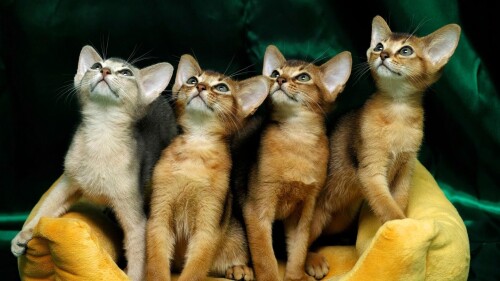 cats1 0416
