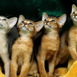 cats1_0416
