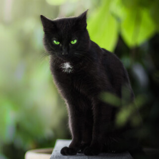 cats1_0421