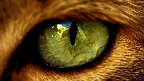 cats1 0426