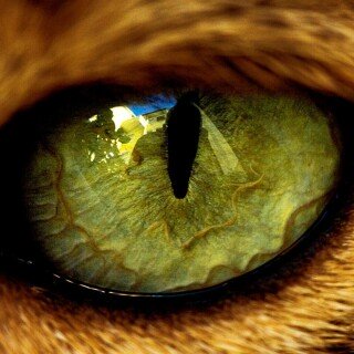 cats1_0426