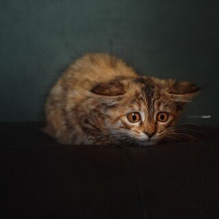cats1_0428