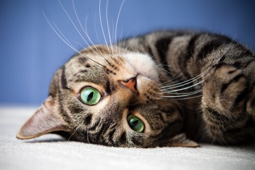 cats1 0429