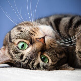 cats1_0429