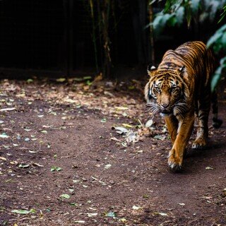 cats1_0433
