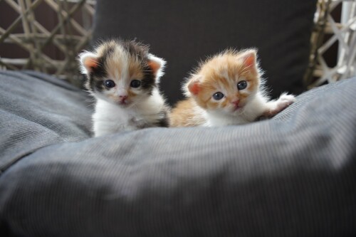 cats1 0438